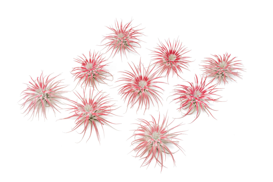 nine peppermint inspired red painted tillandsia tectorum air plants