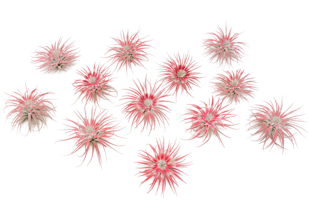 nine peppermint inspired red painted tillandsia tectorum air plants