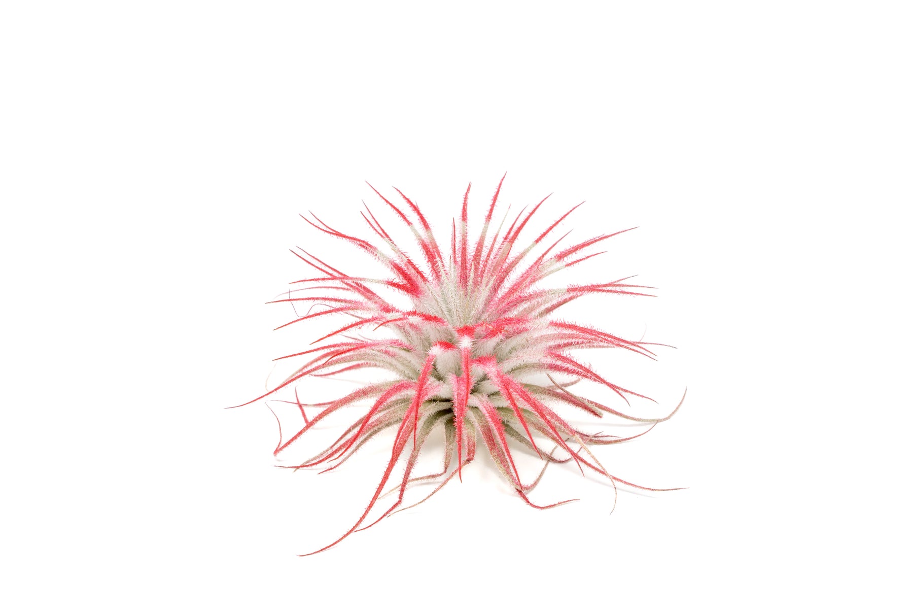 Tillandsia_Air_Plant_Enhanced_