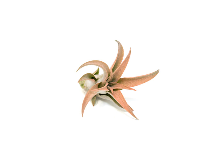 Coral Enhanced Tillandsia Capitata Peach Air Plants
