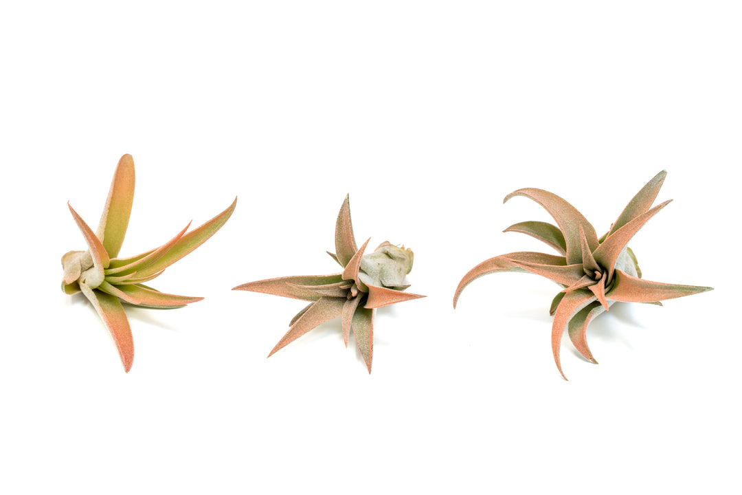 Coral Enhanced Tillandsia Capitata Peach Air Plants
