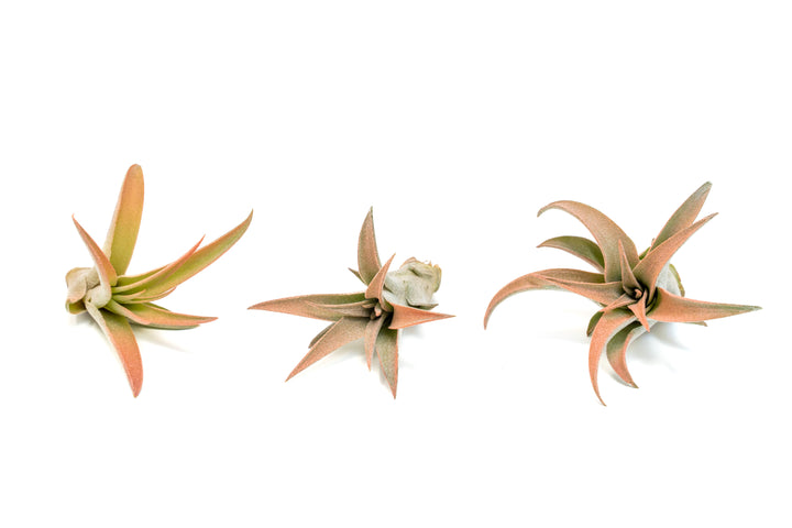 Wholesale - Coral Enhanced Tillandsia Capitata Peach Air Plants
