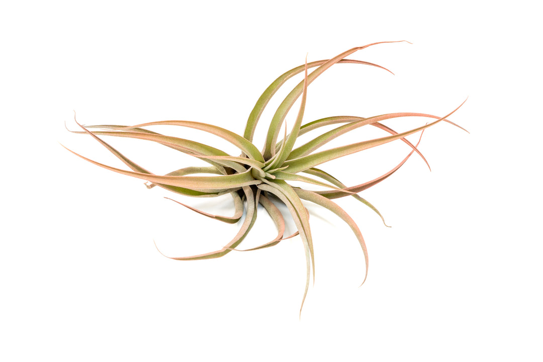 Wholesale - Coral Enhanced Tillandsia Capitata Peach Air Plants