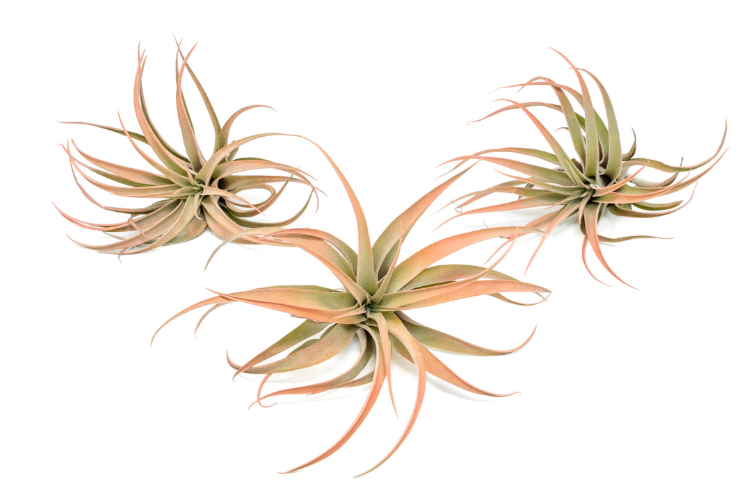 Coral Enhanced Tillandsia Capitata Peach Air Plants