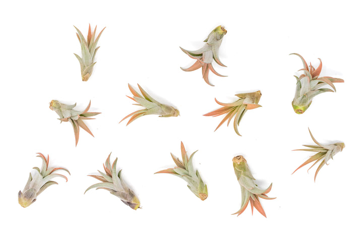Wholesale - Coral Enhanced Tillandsia Capitata Peach Air Plants