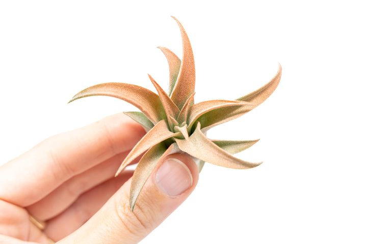 Wholesale - Coral Enhanced Tillandsia Capitata Peach Air Plants