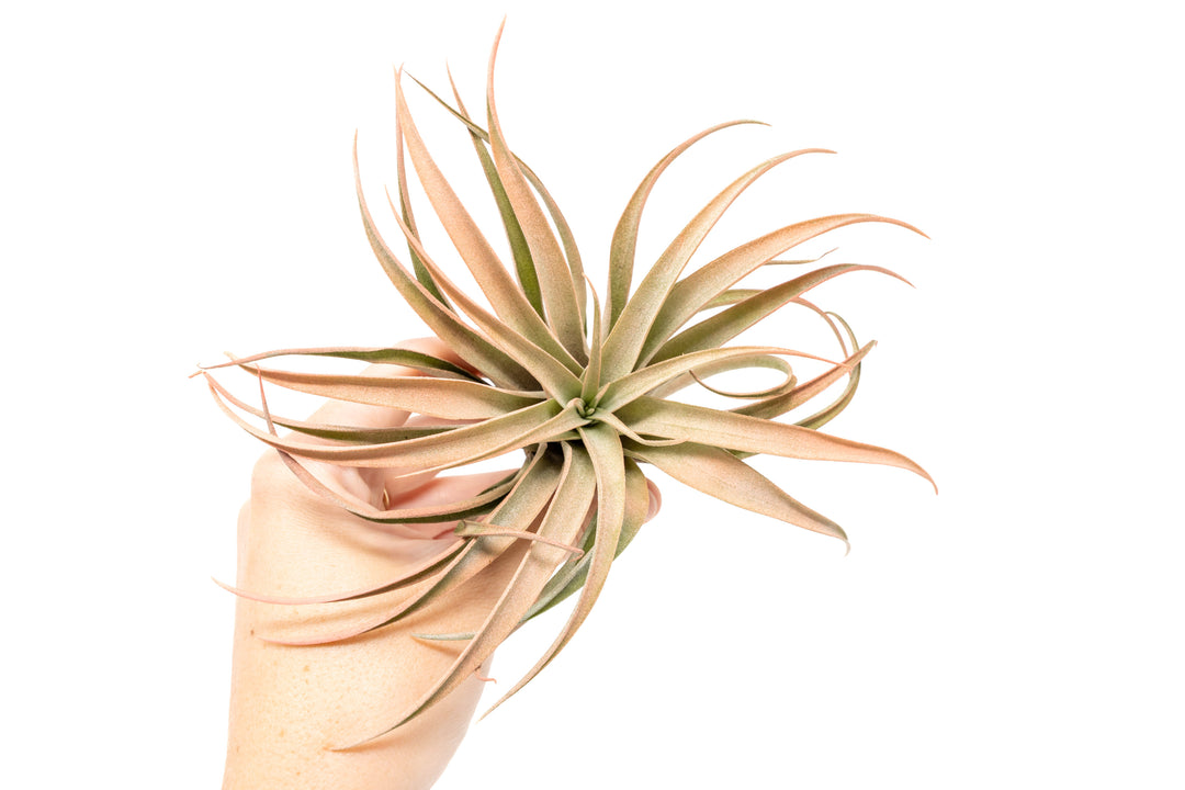 Coral Enhanced Tillandsia Capitata Peach Air Plants