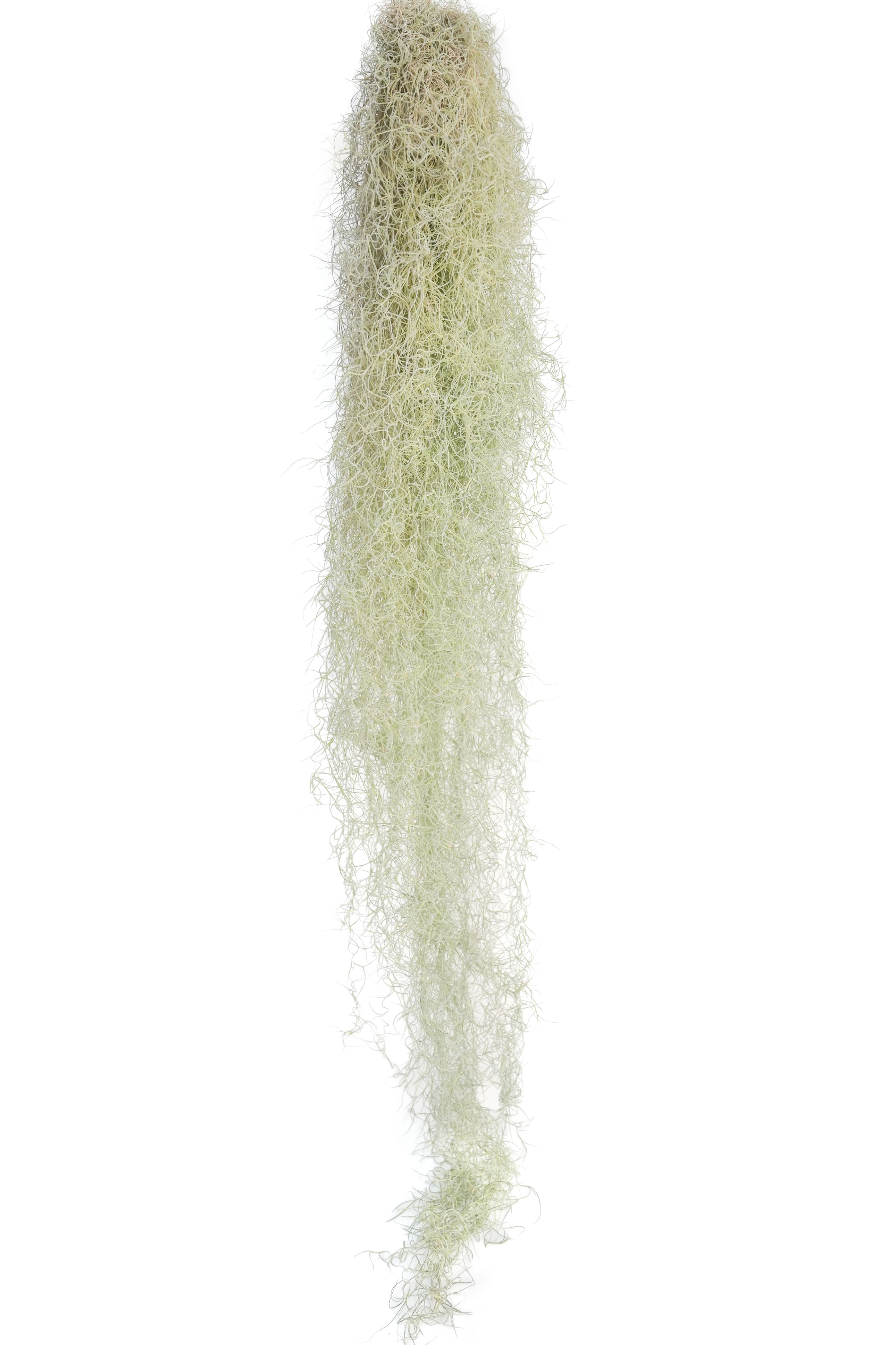 Wholesale Giant Colombia Thick Spanish Moss