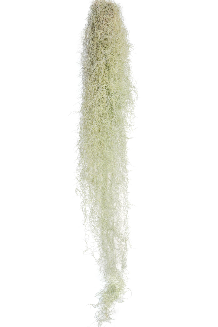 Wholesale Giant Colombia Thick Spanish Moss - Tillandsia Usneoides