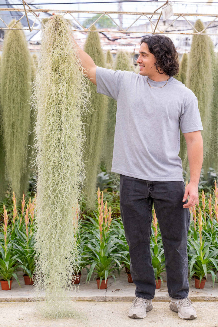 Wholesale Giant Colombia Thick Spanish Moss - Tillandsia Usneoides