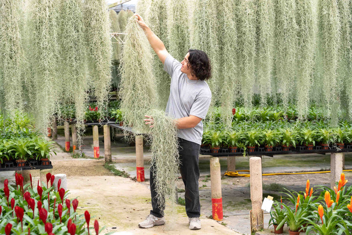 Wholesale Giant Colombia Thick Spanish Moss - Tillandsia Usneoides