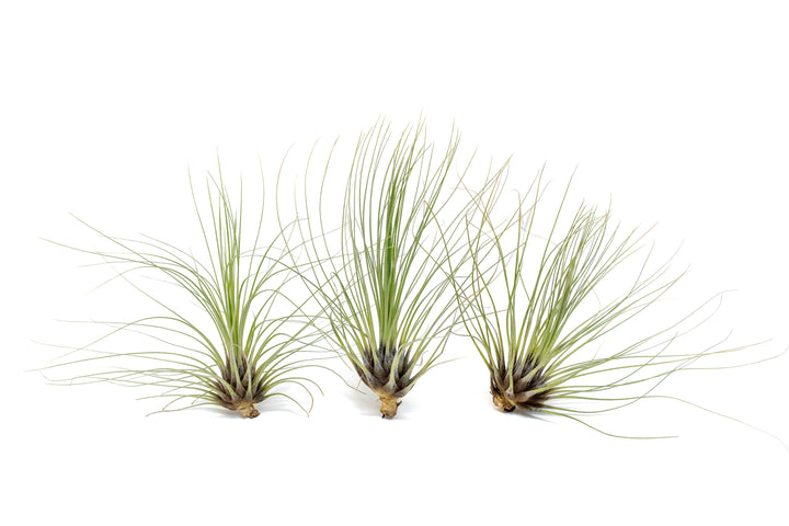 Tillandsia Filifolia Air Plants