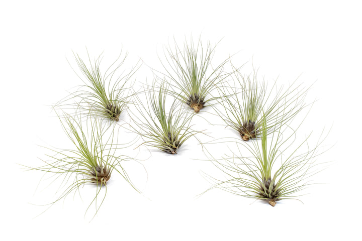 Tillandsia Filifolia Air Plants