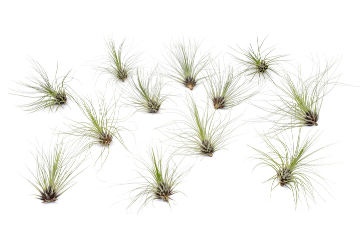 Wholesale - Tillandsia Filifolia Air Plants