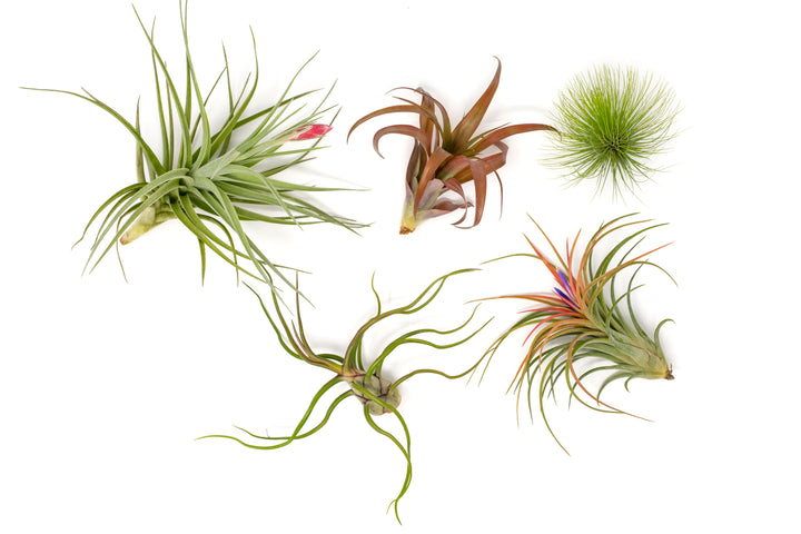 5  blushing and and blooming tillandsia air plants