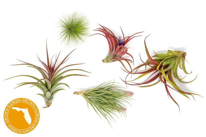 5 blushing and and blooming tillandsia air plants 