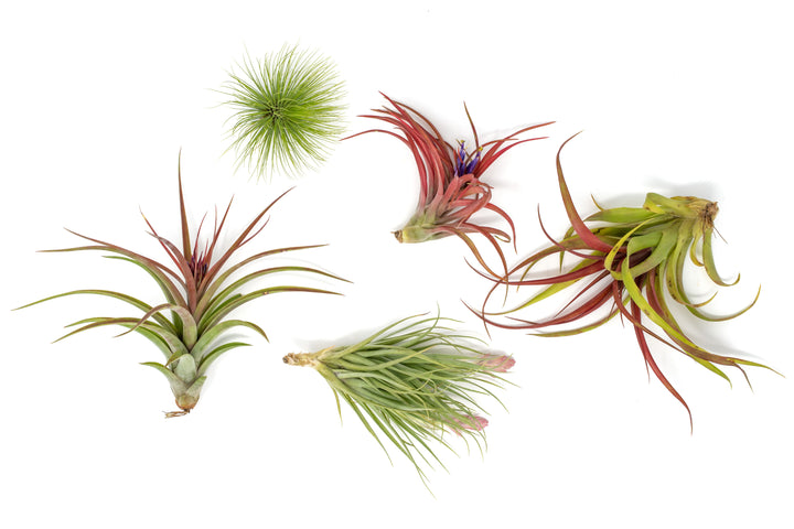 5  blushing and and blooming tillandsia air plants