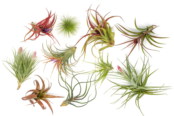10  blushing and and blooming tillandsia air plants