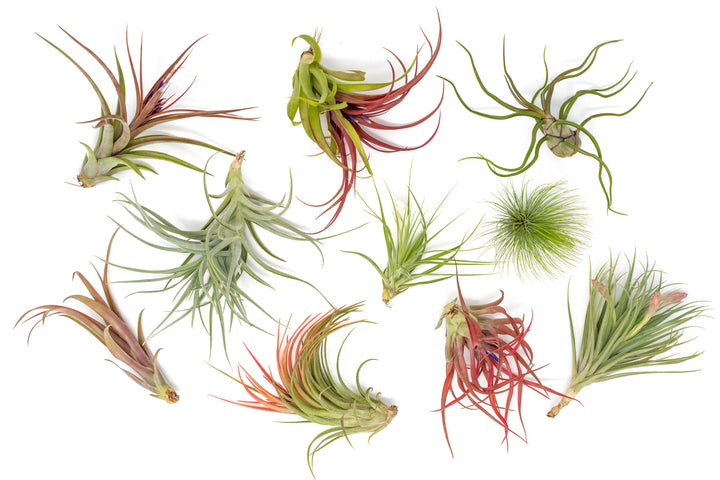 10  blushing and and blooming tillandsia air plants