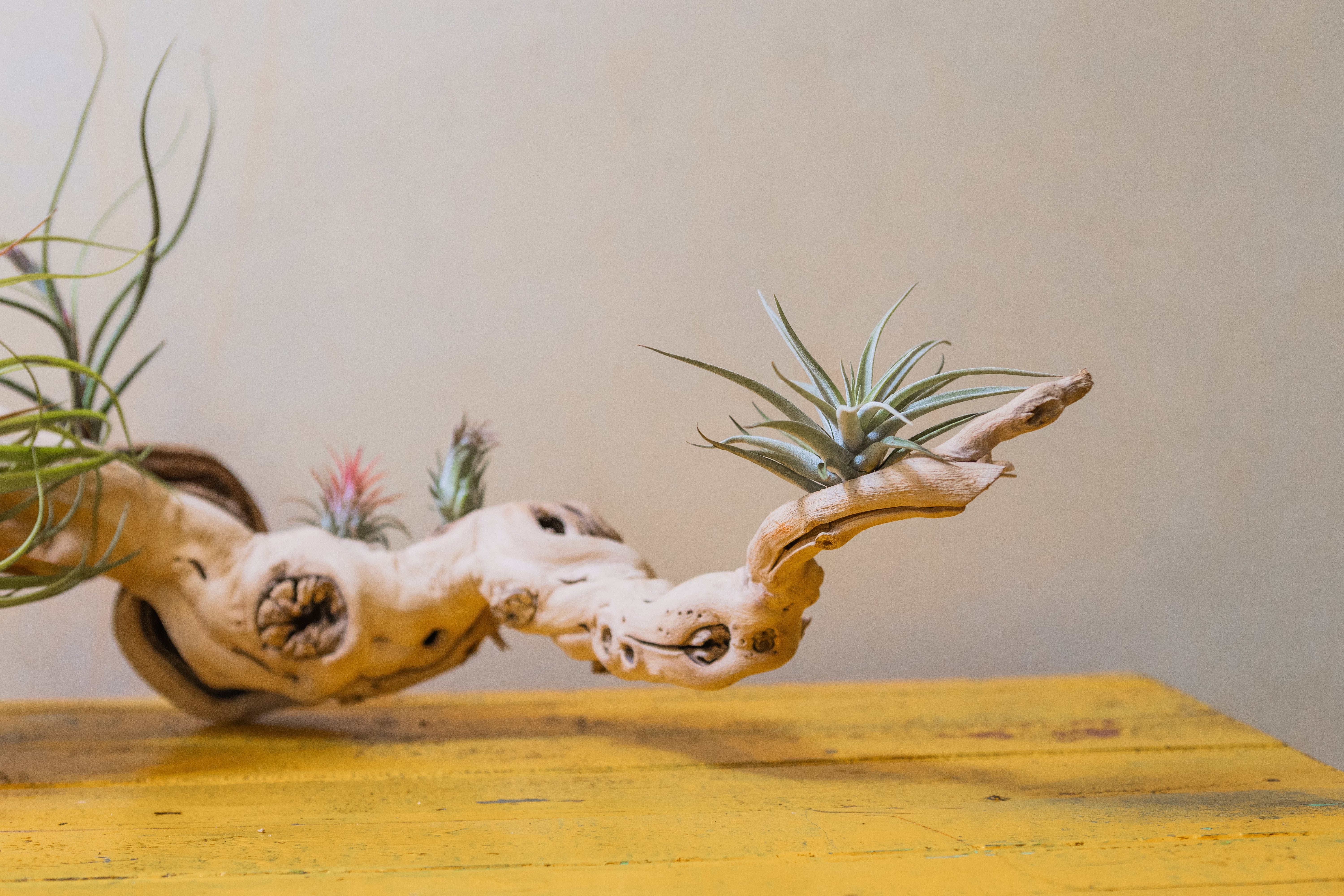 Shop Best Selling Mother's Day Air Plant & Tillandsia Gifts