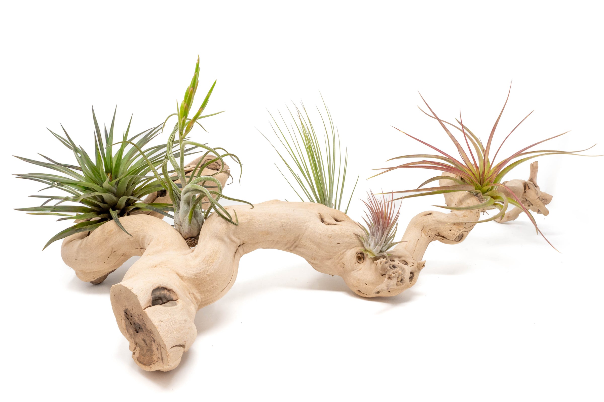 large multibranched grapewood display with five assorted tillandsia air plants