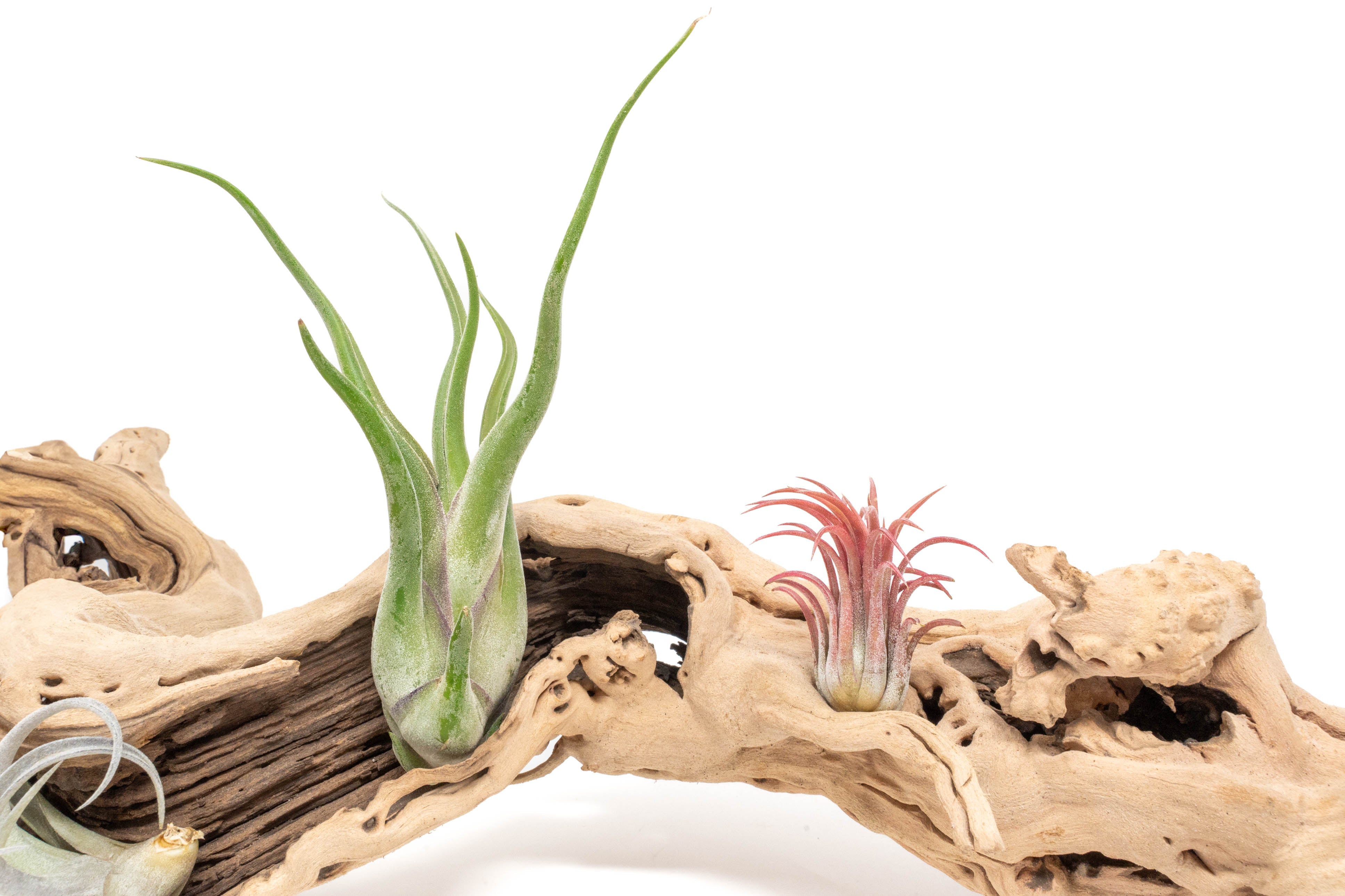 close up of two assorted tillandsia air plants on a large single branch grapewood display