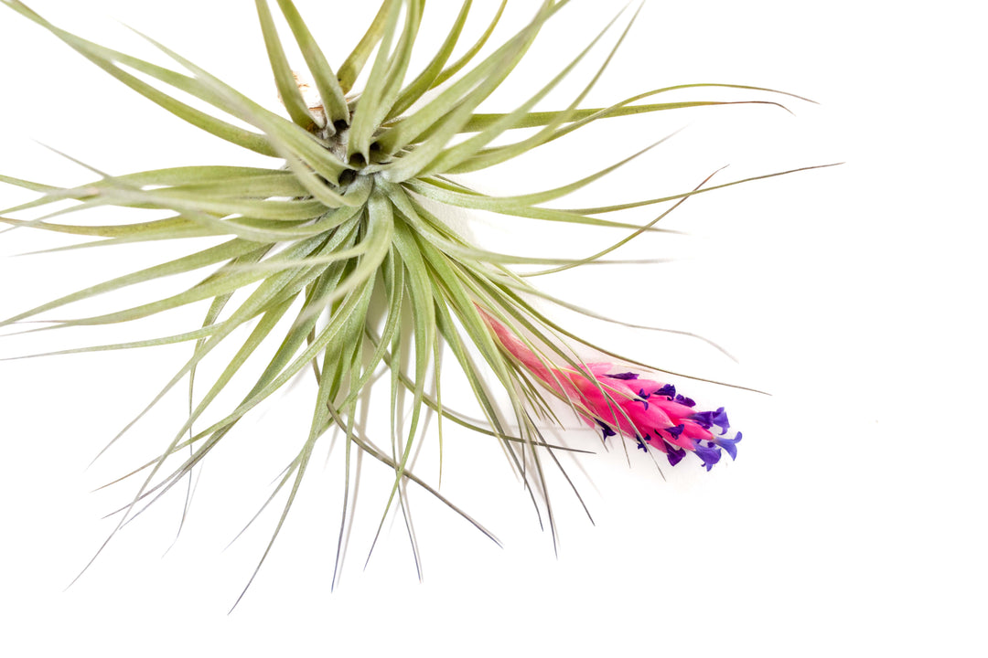 stricta hard leaf air plant Tillandsia Stricta 'Midnight' Hybrid Air Plants