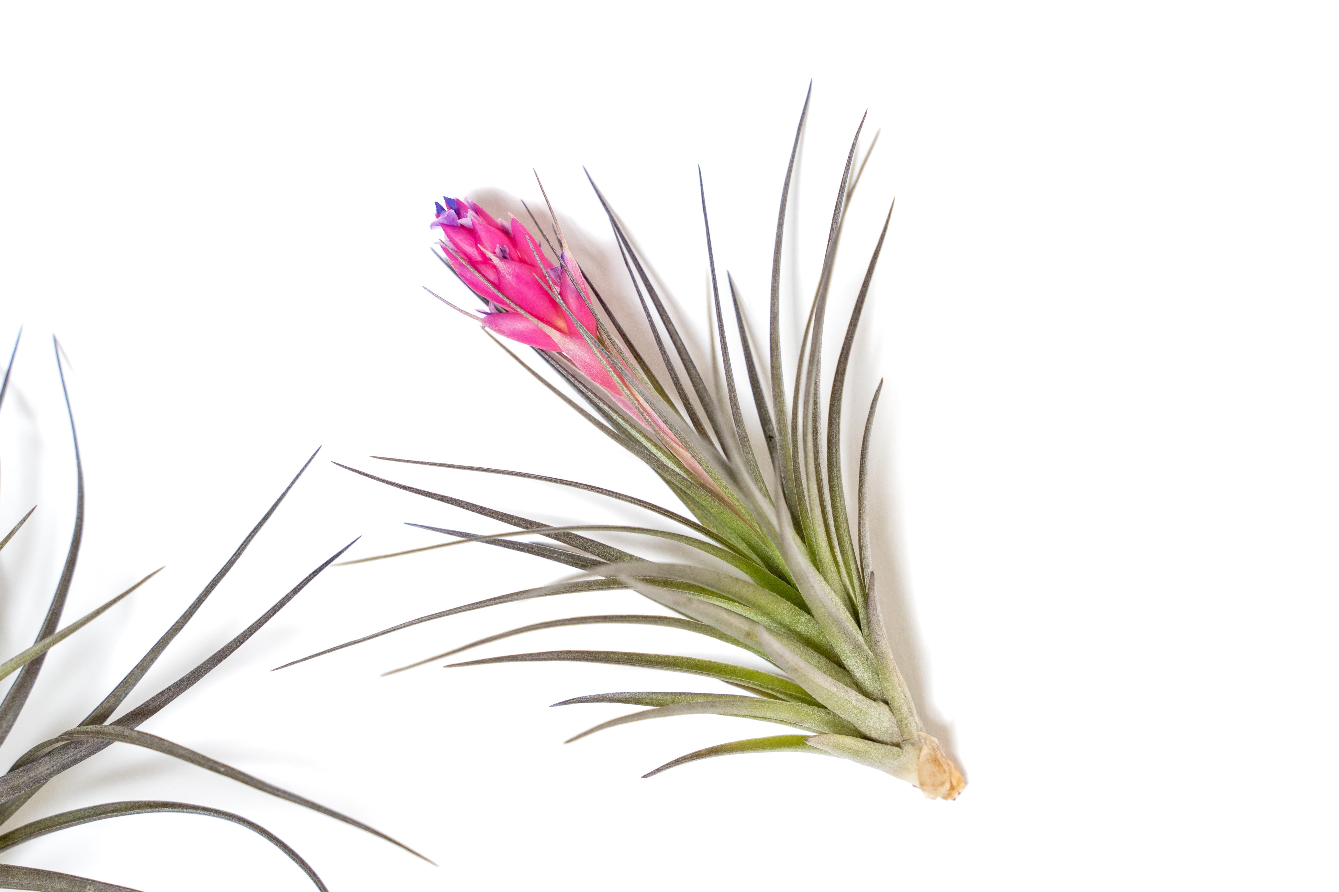 Tillandsia Stricta 'Midnight' Hybrid Air Plants Tillandsia Stricta 'Midnight' Hybrid Air Plants