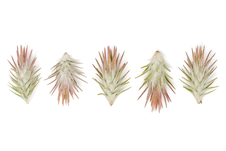 Wholesale - Tillandsia Ionantha Vanhyningii  Air Plants