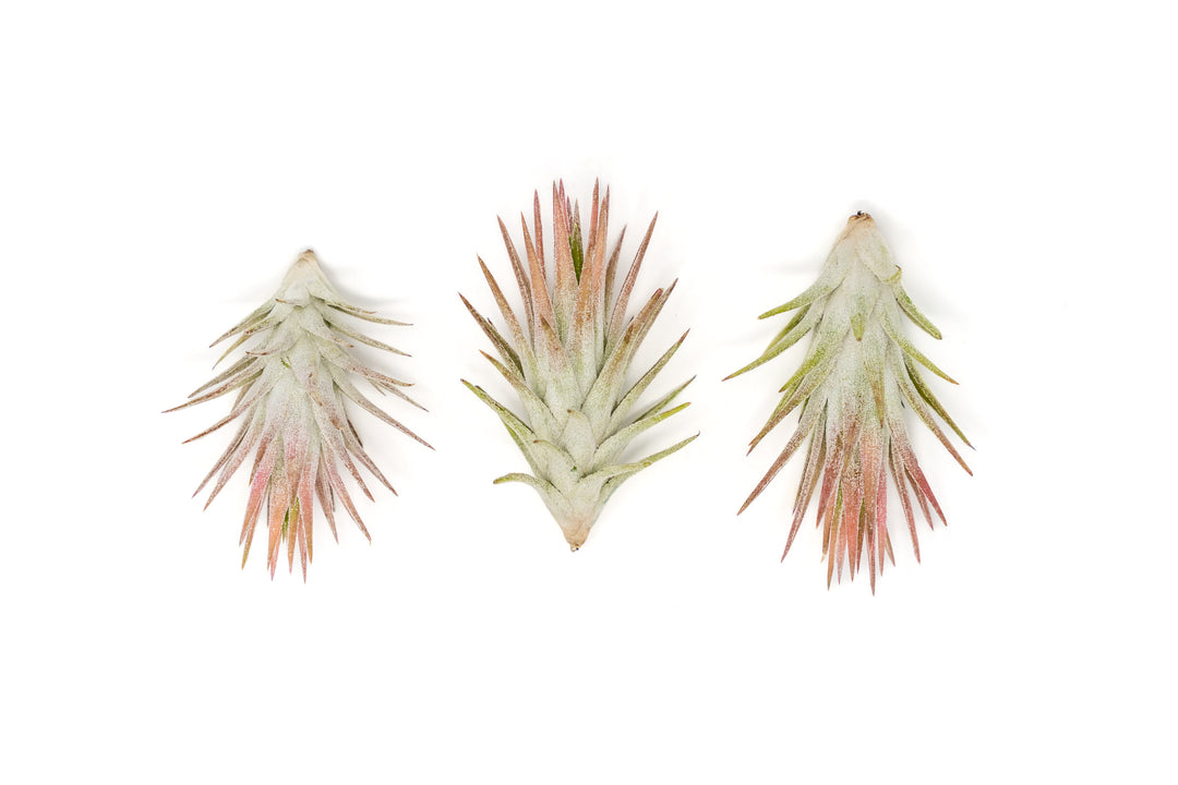 [IN BLUSH NOW!] Tillandsia Ionantha Vanhyningii Air Plant