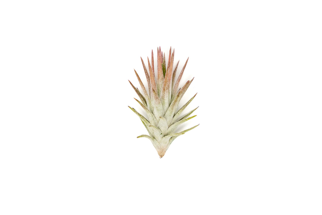 Wholesale - Tillandsia Ionantha Vanhyningii  Air Plants