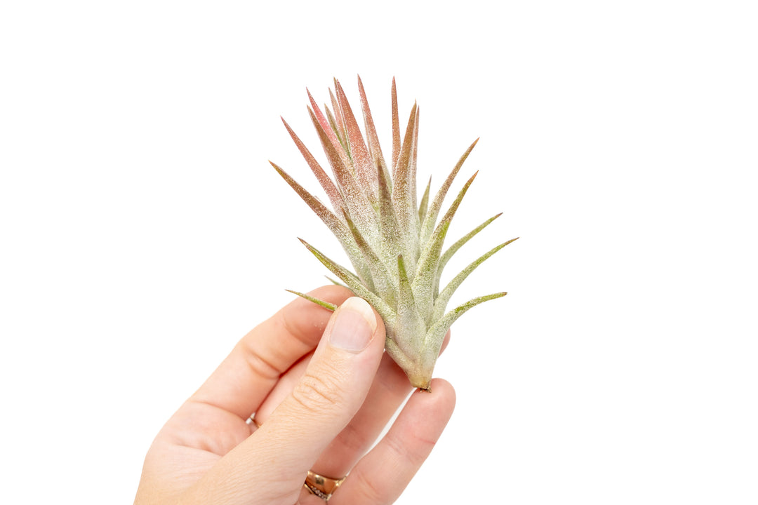 Wholesale - Tillandsia Ionantha Vanhyningii  Air Plants