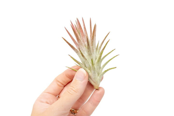 Wholesale - Tillandsia Ionantha Vanhyningii  Air Plants