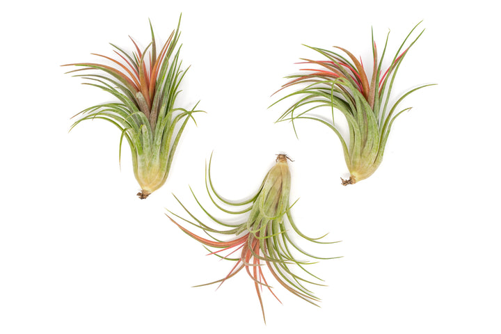 Wholesale - Tillandsia Ionantha Brachycaulos X Ionantha 'Victoriana' Air Plants