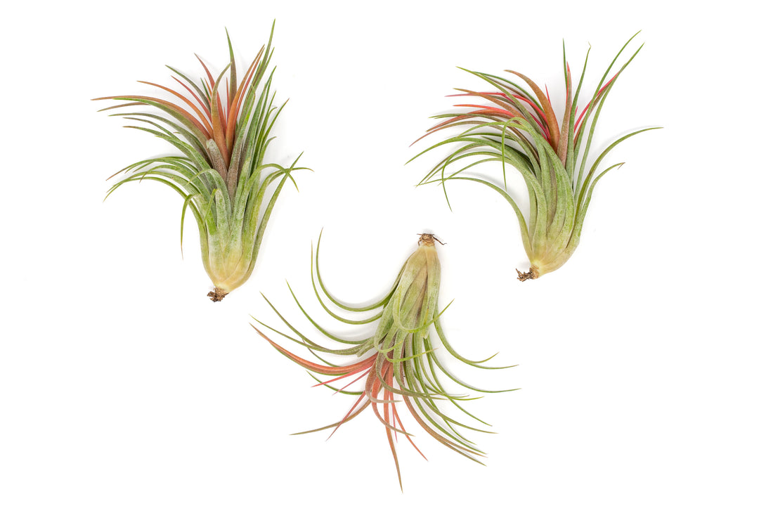 TIllandsia Ionantha Brachycaulos X Ionantha 'Victoriana' Air Plants
