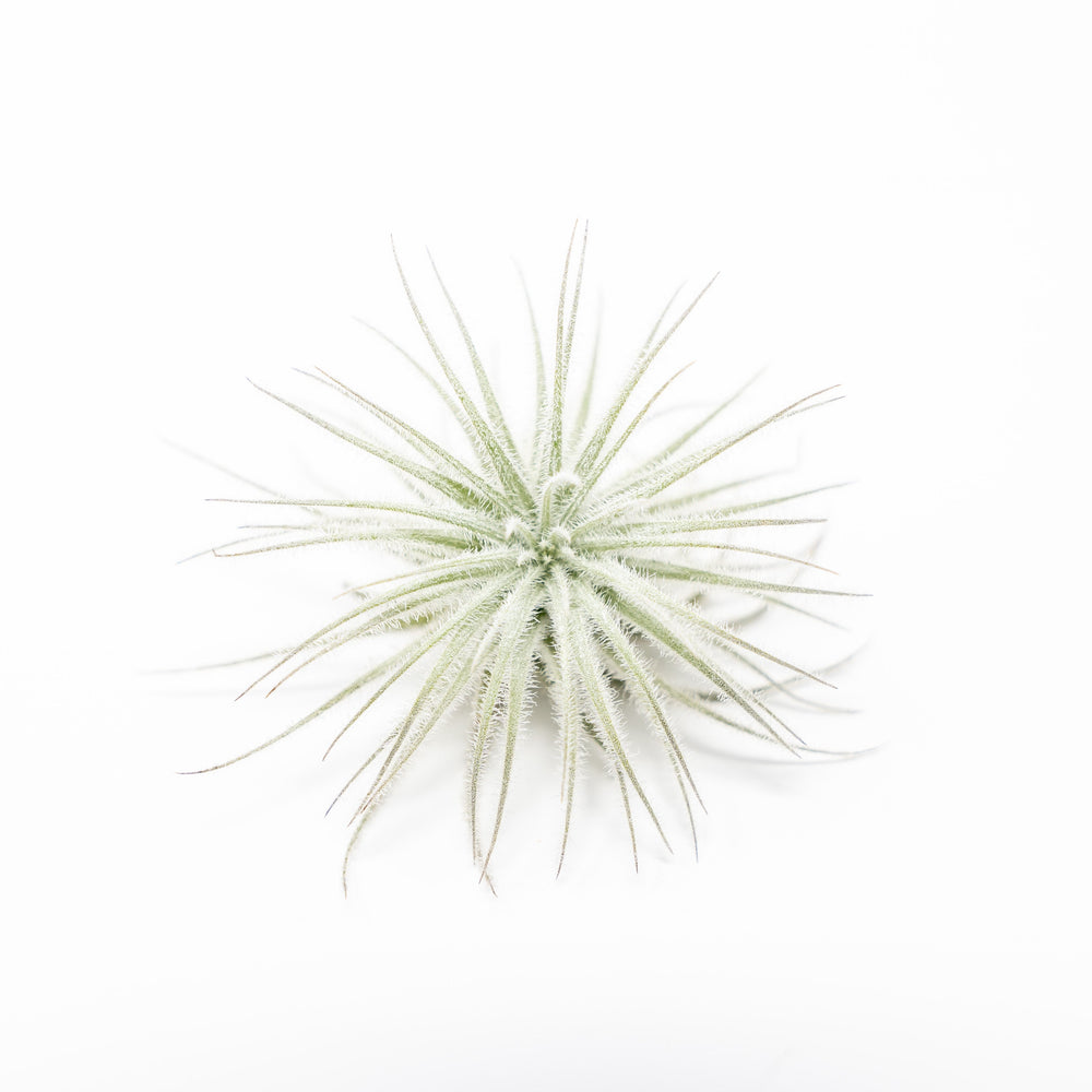 small tectorum ecuador air plant