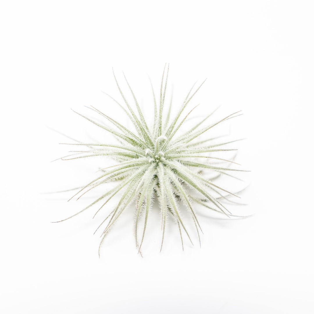 small tectorum ecuador air plant
