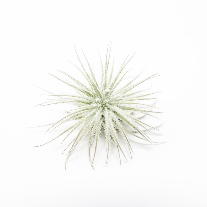 small tectorum ecuador air plant