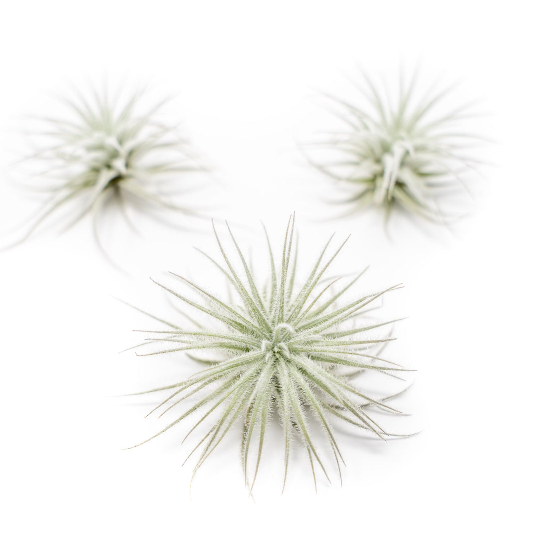 3 small tillandsia tectorum ecuador air plants