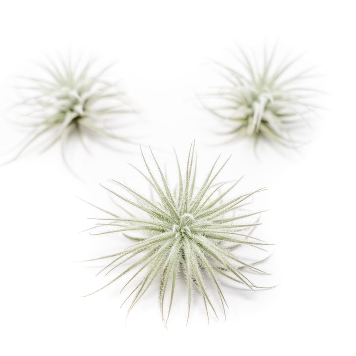 3 small tillandsia tectorum ecuador air plants