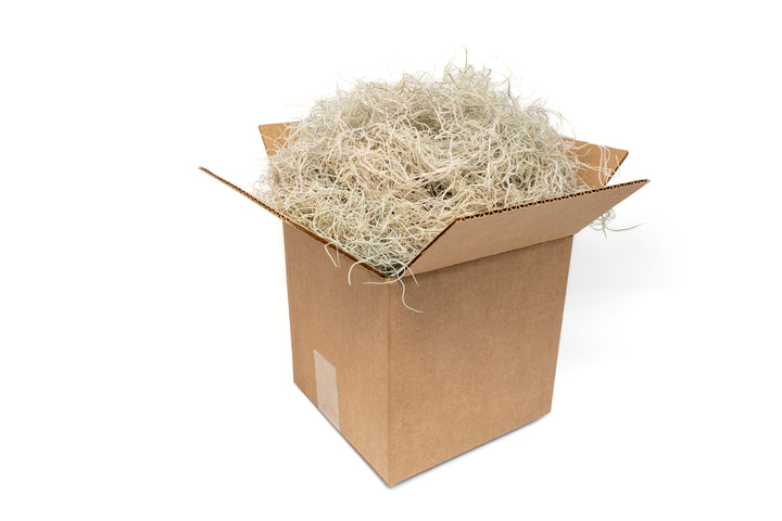 Dried Spanish Moss - Preserved Tillandsia Usneoides