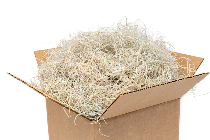 Dried Spanish Moss - Preserved Tillandsia Usneoides