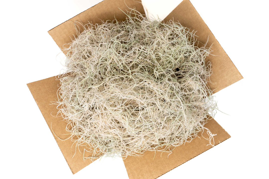 Dried Spanish Moss - Preserved Tillandsia Usneoides