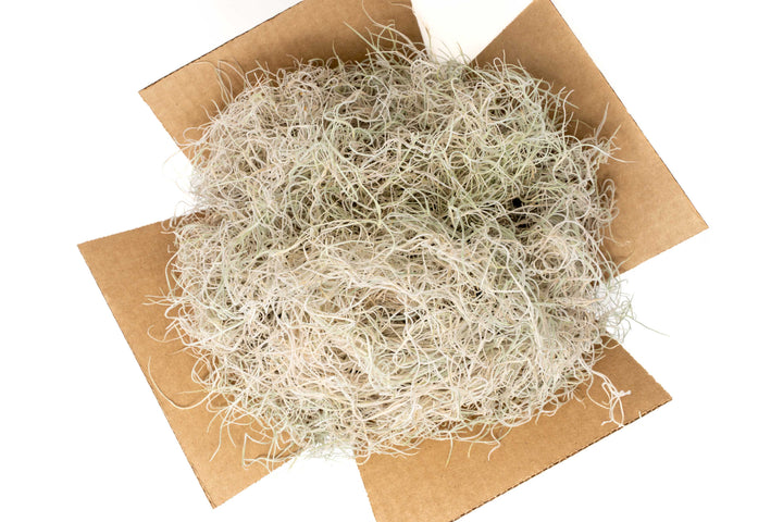 Dried Spanish Moss - Preserved Tillandsia Usneoides