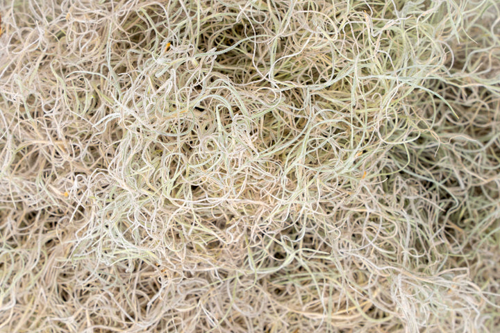 Dried Spanish Moss - Preserved Tillandsia Usneoides