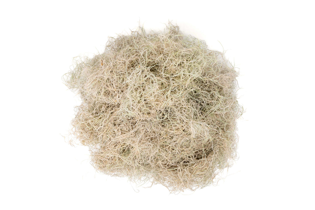 Dried Spanish Moss - Preserved Tillandsia Usneoides