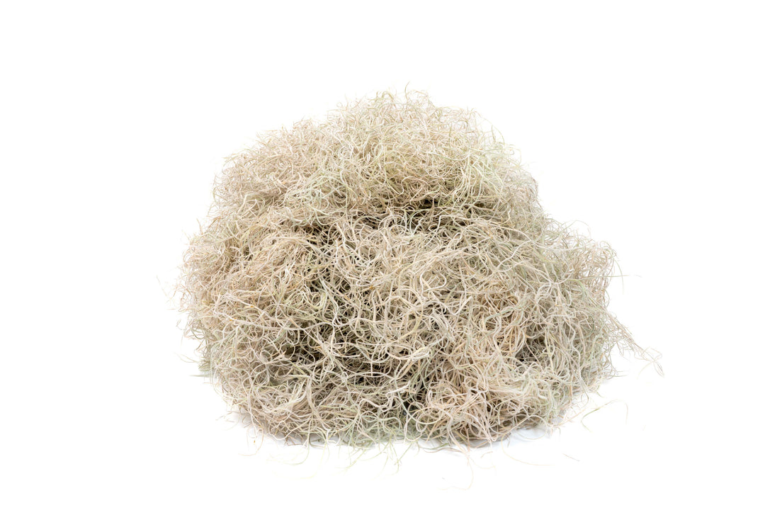 Dried Spanish Moss - Preserved Tillandsia Usneoides