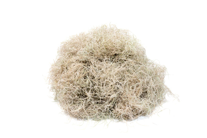 Dried Spanish Moss - Preserved Tillandsia Usneoides