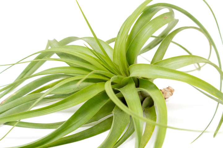 Tillandsia Roland Gosselini Air Plant
