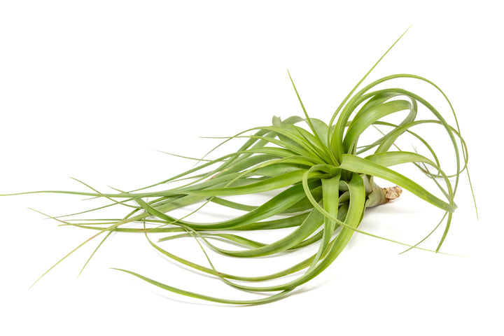 Tillandsia Roland Gosselini Air Plant